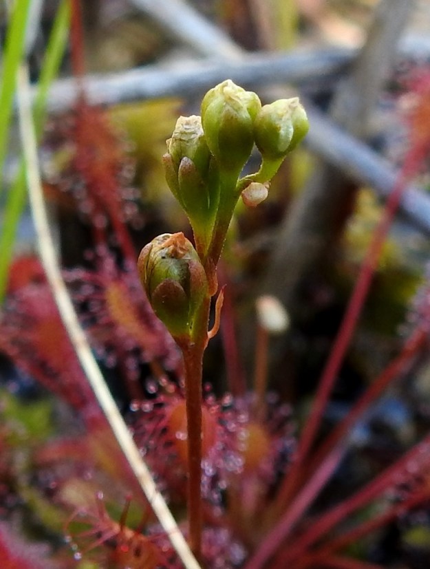 Drosera intermedia - pikkukihokin hedelmävaiheinen kukinto on suora ja pysty. Sikiäimestä paisuva hedelmä on pitkulainen tai munamainen kota, joka on kärjestään verhiön yli yltävä, aluksi vihertävä ja myöhemmin ruskea sekä kalju. Se on tavallisesti noin 4-5 mm pitkä ja leveimmältä kohtaa noin 2,5-3 mm leveä. Kukkaperän tyvellä on rihmamaisen kapea ja noin 1,5-2,5 mm pitkä tukilehti, joka varisee pois kukinnan aikana tai voi toisinaan olla jäljellä vielä hedelmävaiheessakin, kuten kuvassa. 30.7.2026. Copyright Hannu Kämäräinen.