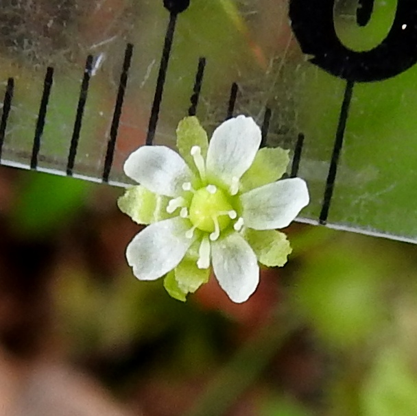 Drosera rotundifolia - pyöreälehtikihokin terälehdet voivat olla myös kapeahkot ja toisiaan koskettamattomat sekä ulottuvuudeltaan suunnilleen yhtä pitkät kuin verhiönliuskat. Kuvan teriön leveys on noin 5 mm. Terälehdet ovat noin 2,5 mm pitkät ja 1,2 mm leveät. Joissakin kasvioissa terälehtien pituusmitat ovat suhteettoman suuret vastaten koko teriön leveyttä. Kaksineuvoisessa kukassa on viisi valkoista hedettä. Sikiäin on kehänpäällinen ja pallomainen. Sen kärjessä on kahdesta viiteen (kuvassa kolme) erillistä ja valkoista emin vartaloa, jotka ovat lähes tyveen saakka haarautuneet. Molempien haarojen kärjessä on luotti. EH, Hämeenlinna, Pullerinmäki, Ahvenistonharjun juurella olevan Kahtoilammen luoteispään rantasuo, 11.7.2021. Copyright Hannu Kämäräinen.
