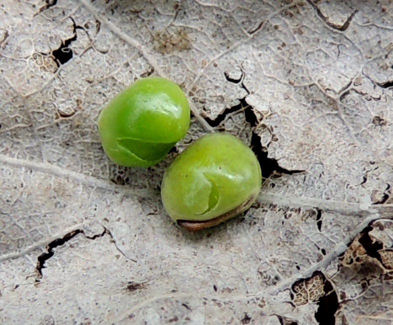 Ervilia hirsuta - peltovirvilän siemen on aluksi vihreä ja kypsänä tummanruskea sekä usein pilkullinen. Se on läpimitaltaan noin 2-2,5 mm. Napa-arpi yltää noin kolmasosaan siemenen ympärysmitasta. 1.8.2015. Copyright Hannu Kämäräinen.