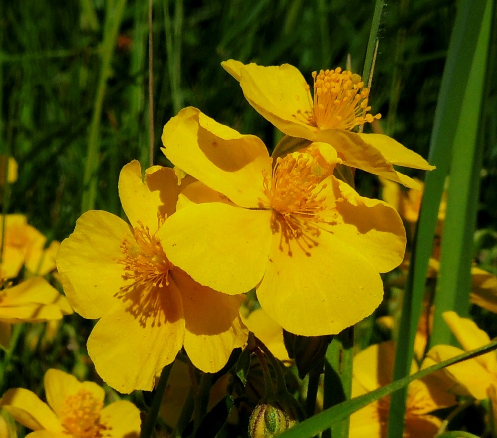 Helianthemum nummularium - kultapäivännoudon kukassa on runsaasti heteitä. Niiden määrä vaihtelee noin viidenkymmenen ja sadan välillä. Kukissa ei ole lainkaan mettä, mutta suuri hedemäärä houkuttelee hyönteisiä siitepölyn keräykseen, jolloin ne samalla pölyttävät kukat. A, Sund, Tosarby, Bomarsundiin vievän maantien (tie 2) laitaketo noin 1 km Tosarbyn tienhaarasta itään, 10.6.2014. Copyright Hannu Kämäräinen.