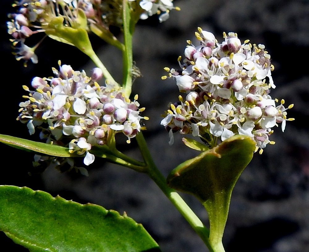 Lepidium latifolium - isokrassin terälehdet ovat lusikkamaiset kärkiosan ollessa pyöreä tai pitkänpyöreä ja ehyt- tai lovikärkinen. Terälehden tyviosa on hyvin kapea. Pituutta terälehdillä on yleensä noin 1,8-2,5 mm, ja niiden kärkiosa on noin 0,8-1,2 mm leveä. Heteitä on kuusi. Palhot ovat valkoiset ja ponnet keltaiset. Sikiäin on kehänpäällinen, lähinnä soikea ja litteähkö sekä vihreä tai sinipunainen. Sen kärjessä on hyvin lyhyt, noin 0,2 mm pitkä vartalo. Luotti on pyöreän nappimainen, vähän vartaloa leveämpi ja kellertävä. 4.8.2026. Copyright Hannu Kämäräinen.