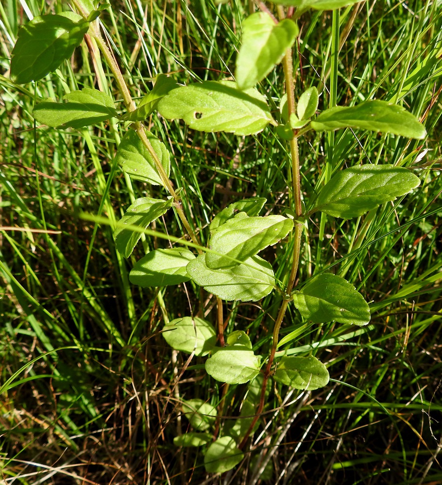 Mentha aquatica subsp. litoralis - merivesimintun lehdet ovat varrella vastakkain ja samansuuntaisesti tai ristikkäisesti allekkain. Lehtiruoti on useimmiten noin 2-13 mm pitkä. Lehtilapa on puikea tai soikeahko, lyhyen suippo-, tylppä- tai pyöreäkärkinen ja tavallisesti noin 1-5 cm pitkä sekä leveimmältä kohtaa noin 0,7-3 cm leveä. 8.8.2026. Copyright Hannu Kämäräinen.