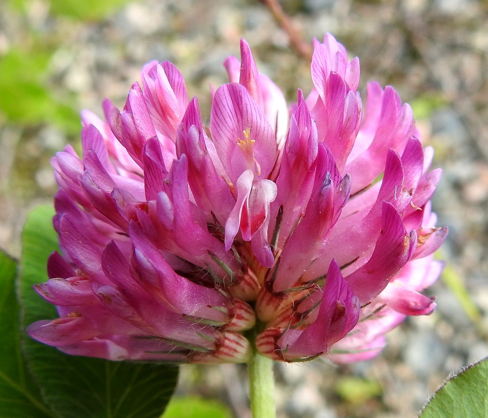 Trifolium medium - metsäapilan teriö on tyveltään torvimaisen yhdislehtinen ja tavallisesti noin 13-17 mm pitkä. Torviosa on noin puolet tai vähän yli puolet teriön pituudesta. Verhiö on tyveltään torvimaisen yhdislehtinen ja kärjestään viisiliuskainen. Torviosa on kalju, noin 3-5 mm pitkä ja noin 2-2,5 mm leveä. Kärkiliuskat ovat rihmamaisen kapeat ja harvakseen pitkäkarvaiset. Ne ovat noin 3-6 mm pitkät. Alimmainen liuska on noin 1-2 mm muita pitempi. EH, Hämeenlinna, Majalahti, Louhoksentien varren maanläjitysalue, itäpää, tasattu lakialue, 21.6.2022. Copyright Hannu Kämäräinen.