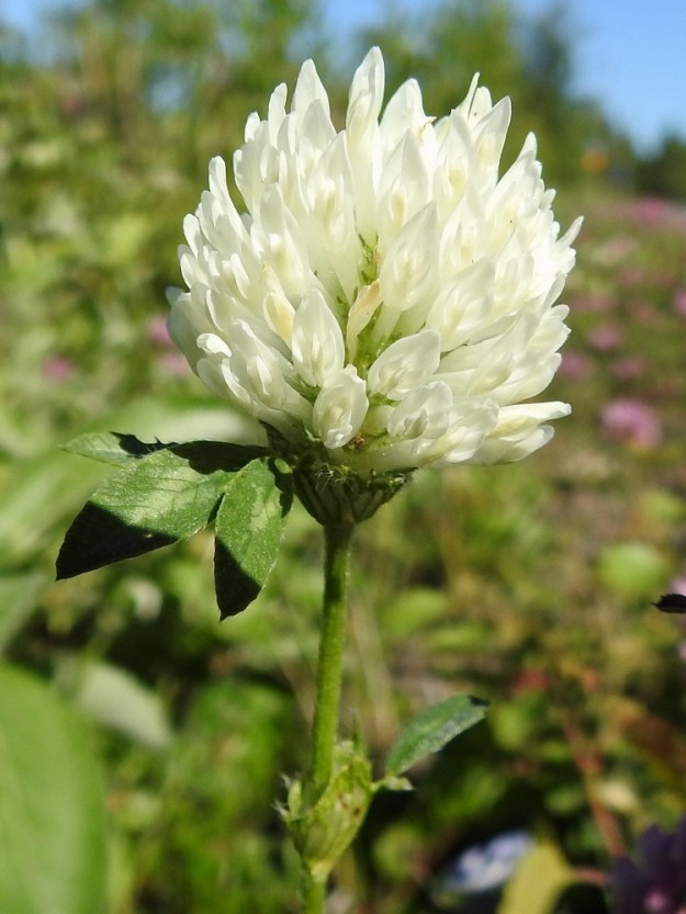 Trifolium pratense - puna-apilan kukinnot voivat nimensä vastaisesti toisinaan olla myös aivan valkoiset. Muodolle on aikanaan annettu värin mukainen tieteellinen nimi, f. albiflorum. PeP, Kemi, Ajos, Mäntynokka, Ajoksentieltä (tie 920) Korostennokkaan vievän Jatulintien laitaruohikko, 12.7.2018. Copyright Hannu Kämäräinen.