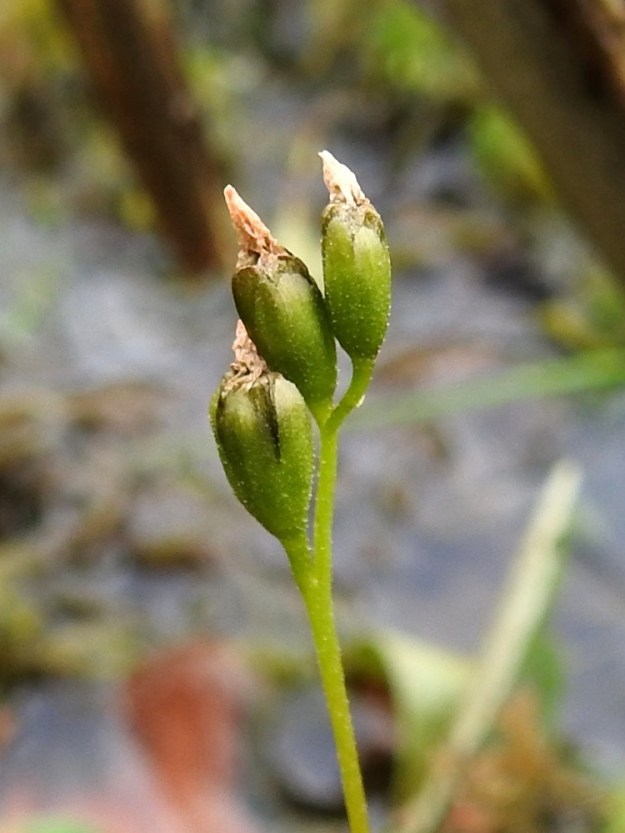 Drosera anglica - pitkälehtikihokin sikiäimestä paisuva hedelmä on kapean munamainen kota, joka on kärjestään verhiön yli yltävä, aluksi vihertävä ja myöhemmin ruskea sekä kalju. Se on tavallisesti noin 7-8 mm pitkä ja leveimmältä kohtaa noin 3,5-4 mm leveä. EH, Kangasala, Sahalahti, Isolahti, Mutajärvi-lammen pohjoisosan koillispuolinen rantaneva lähellä vesirajaa, 9.7.2021. Copyright Hannu Kämäräinen.
