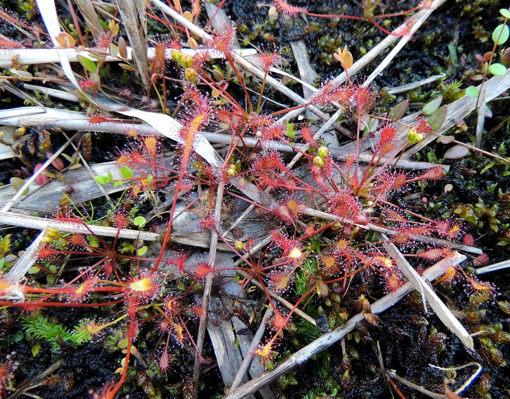 Drosera intermedia - pikkukihokin lehdet muistuttavat ulkomuodoltaan suuresti pitkälehtikihokin lehtiä. Kuvassa on mahdollista vertailla lajien lehtien mittasuhteita, sillä kuvan vasemmalla laidalla kohoaa pikkukihokin lehtijoukon lisäksi myös pitkälehtikihokin lehti. Sen lehtilapa on pituuteensa nähden selvästi kapeampi kuin pikkukihokilla. 27.7.2013. Copyright Hannu Kämäräinen.
