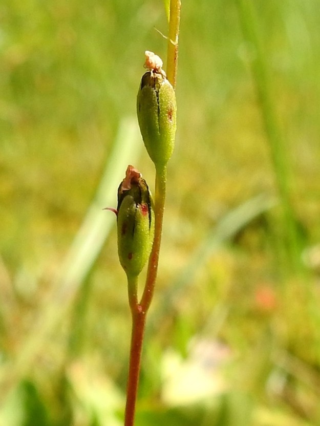 Drosera rotundifolia - pyöreälehtikihokin sikiäimestä paisuva hedelmä on pitkulainen tai kapean munamainen kota, joka on kärjestään verhiön yli yltävä, tavallisesti noin 5-6 mm pitkä ja leveimmältä kohtaa noin 2-3 mm leveä. EH, Kangasala, Sahalahti, Isolahti, Mutajärvi-lammen pohjoisosan koillispuolinen rantaneva, 9.7.2021. Copyright Hannu Kämäräinen.