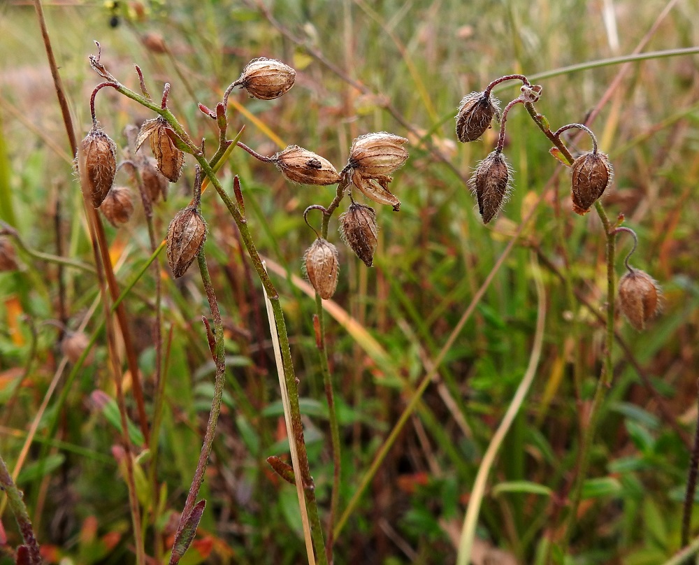 Helianthemum nummularium - kultapäivännoudon kukinnan jälkeen verhiöt sulkeutuvat ja kuivuessaan muuttuvat ruskeiksi. A, Lemland, Knutsboda, Lemlandsvägenin (tie 3) laitaketo Lembötevägenin risteyksen eteläpuolella, 12.8.2026. Copyright Hannu Kämäräinen.