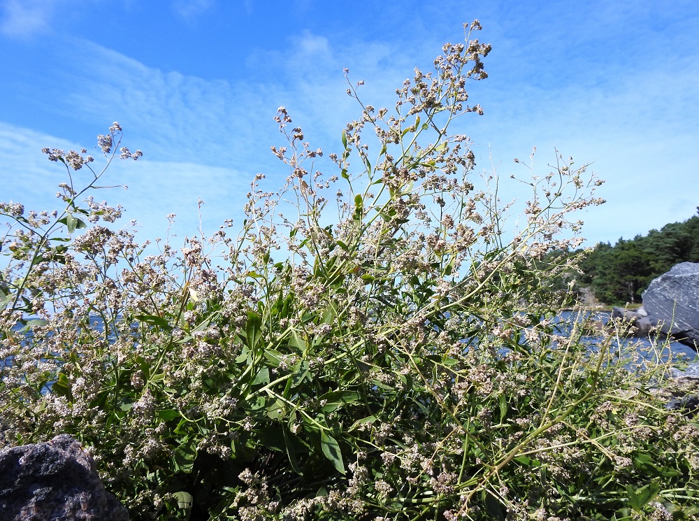Lepidium latifolium - isokrassin kukintojen lopullinen laajuus näkyy parhaiten hedelmävaiheessa. Siemeniä kehittyy yleensä valtaisat määrät. 4.8.2026. Copyright Hannu Kämäräinen.