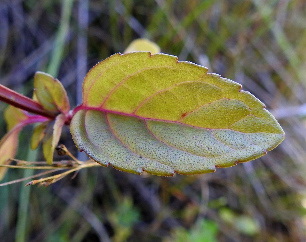 Mentha aquatica subsp. litoralis - merivesimintun lehtilapa on laidoiltaan kärkeä kohti suuntautuneesti matalahampainen. Hampaat ovat suippo- tai tylppäpäiset. Lavan yläpuoli on vihreä tai vaaleahkonvihreä, kalju tai kaljuhko ja tiheästi öljynystyinen. 8.8.2026. Copyright Hannu Kämäräinen.