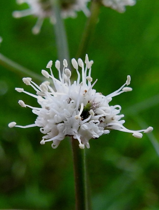 Sanicula europaea - (euroopan)haavayrtin teriö on säteittäinen, useimmiten valkoinen ja toisinaan punertava. Ilman heteiden pituutta se on tiiviiksi ahtautuneessa kukinnossa vain noin 1,5 mm leveä. Terälehtiä on viisi, ja ne ovat symmetriset, kärjestään taaksepäin kääntyneet ja sen vuoksi lovikärkiset tai poikkileikatun näköiset. Pituutta niillä on noin 1,3-1,6 mm ja leveyttä noin 0,6-0,9 mm. Heteiden palhot ovat noin 2,5-3,5 mm pitkät ja valkoiset. Ponnet ovat pitkulaiset, aluksi valkoiset, sitten kellertävät ja myöhemmin ruskehtavat. Emi on kaksivartaloinen ja -luottinen, mutta kuvassa niitä ei pelkkien hedekukkien joukossa näy. 18.6.2023. Copyright Hannu Kämäräinen.