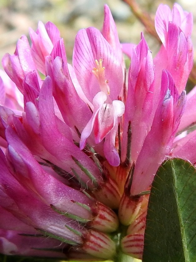 Trifolium medium - metsäapilan teriössä on viisi kärkiliuskaa, joista näkyvin ja kookkain on purje. Se on pysty, kärjestään pyöreä tai tylppä ja noin 3,5-4,5 mm leveä. Sivuilla on siiviksi kutsuttu liuskapari, jonka liuskat ovat noin 1,5-2 mm leveät. Alimpana teriössä on venho, joka muodostuu kahdesta liuskasta, jotka ovat kärkiosastaan tiiviisti limittäin muodostaen venemäisen kaukalon. Kuvassa avatun teriön siivet ja keula osoittavat alaspäin. Kukassa on kymmenen hedettä, joista yhdeksän on kiinnittynyt teriön torveen putkimaisesti emin ympärille. Vain palhojen kärkiosat ovat erilliset. Yksi hede on kokonaan vapaa ja teriöstä irrallinen. Emi on yksivartaloinen ja -luottinen. EH, Hämeenlinna, Majalahti, Louhoksentien varren maanläjitysalue, itäpää, tasattu lakialue, 21.6.2022. Copyright Hannu Kämäräinen.