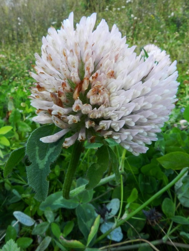 Trifolium pratense - puna-apilan muunnoksella, peltopuna-apilalla on myös valkokukkainen muoto. Muunnoksen kukinnot ovat usein aivan perättömät ja tiiviisti rinnakkain toisin kuin kuvasarjassa edellä olevassa peltopuna-apilan kukintokuvassa. EH, Hämeenlinna, Hattelmala, Helsingin ja Tampereen väliseltä moottoritieltä (E12) Turun Valtatielle (tie 10) laskeutuvan läntisemmän rampin laitaruohikko, 9.9.2012. Copyright Hannu Kämäräinen.